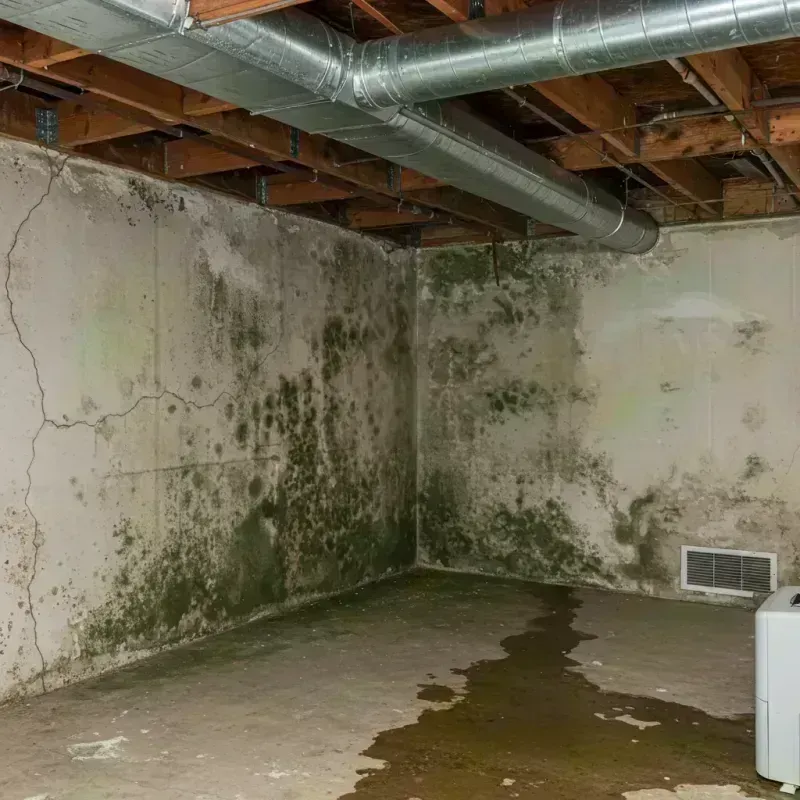 Professional Mold Removal in Matagorda County, TX